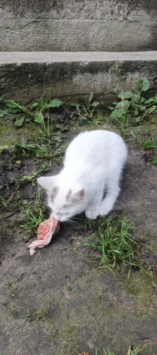 Віддам ласкавих котиків від сіамської кішки
