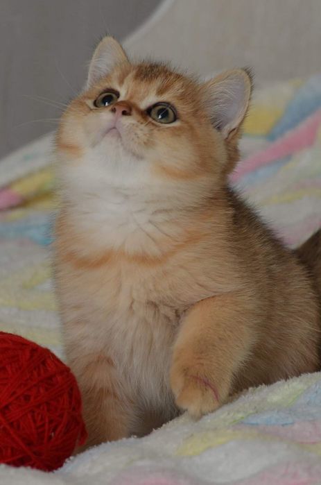 Золотые   котята.