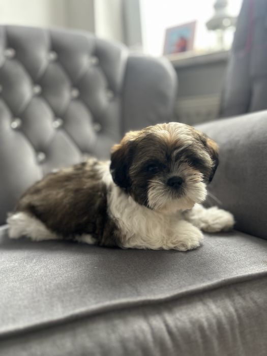 Shih tzu tricolor miniaturka szczeniak z rodowodem piesek