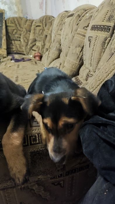 Срочно Отдам собак в хорошие руки парода немецкая овчарка