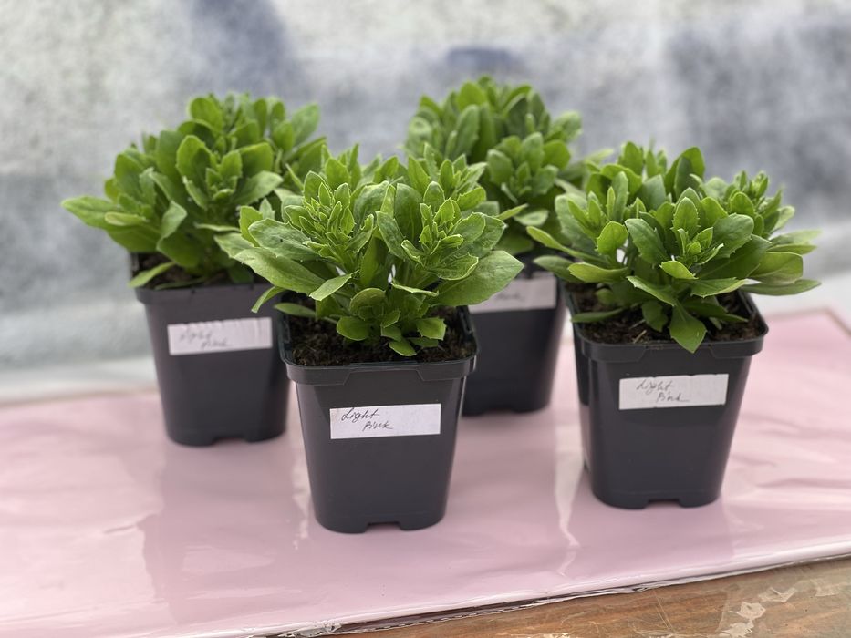 Остеоспермум (африканська ромашка) серії Dalina Compact