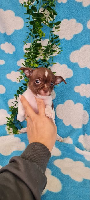 Excelente menino mini Chihuahua / Chiuaua de Qualidade, LinhagemRussa