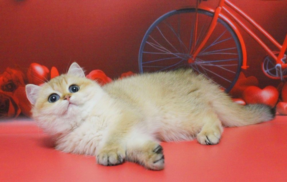 Британська дитина чекає найкращу сім'ю