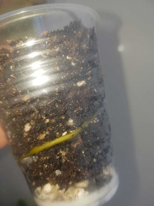 Філодендрон Білітай вар.