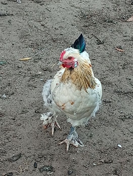 Sprzedam koguty młode