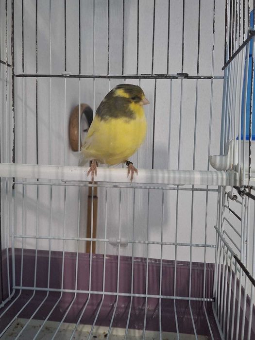 Canario macho ..