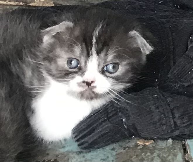 Продаються британські кошенята