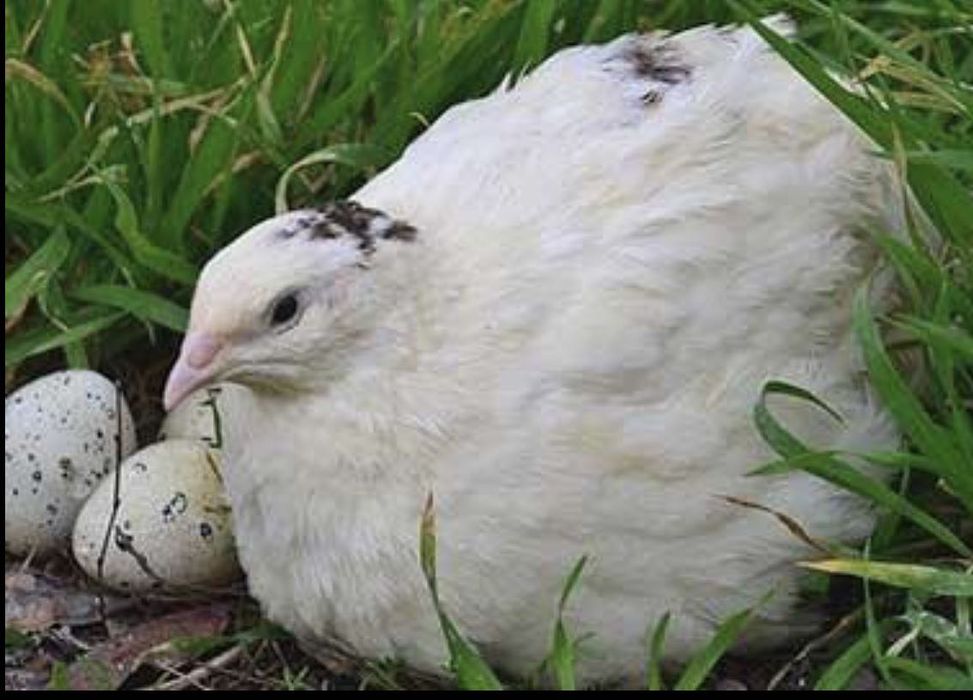 Перепелина продукція