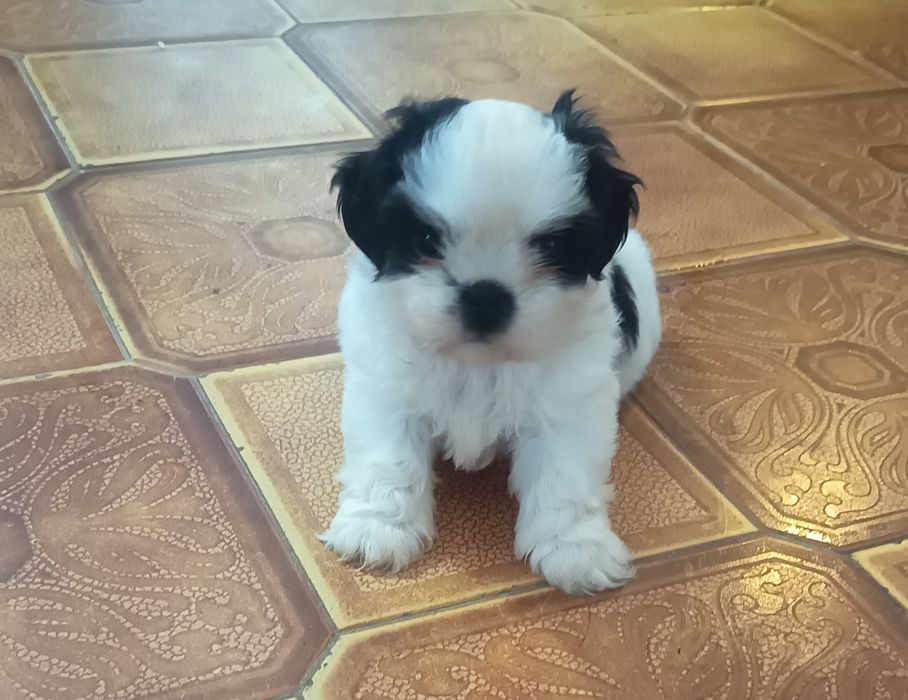 Shih-tzu fêmea  lindíssima, vacinada e desparasitado