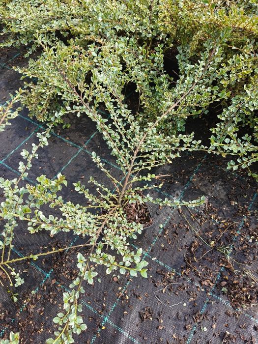 Irga purpurowa w doniczce, Variegatus