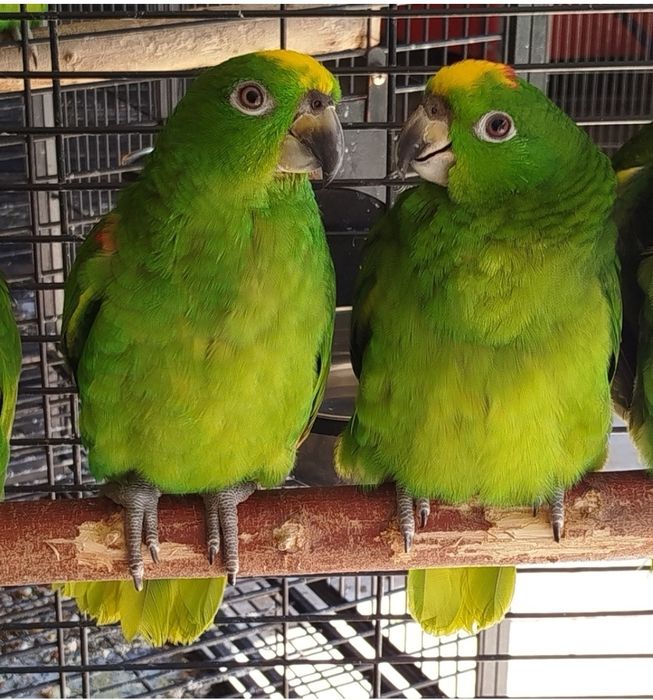 Amazona ochrocephala