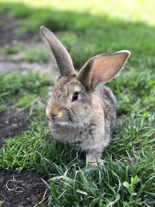 Кролики  самки,  самці та молодняк!