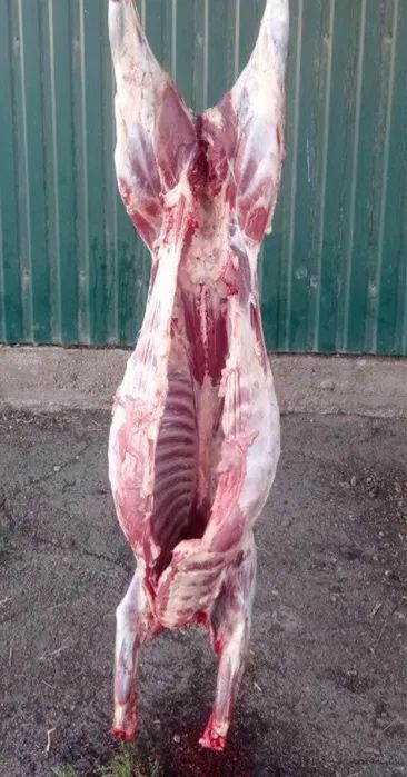 Свіжа ягнятина від фермера, ярки, баранчики на племʼя 50%, 75% Дорпер