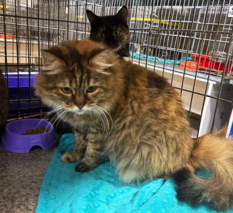 Лагідна домашня киця Марфуша шукає новий дім ! кішка кіт кошеня