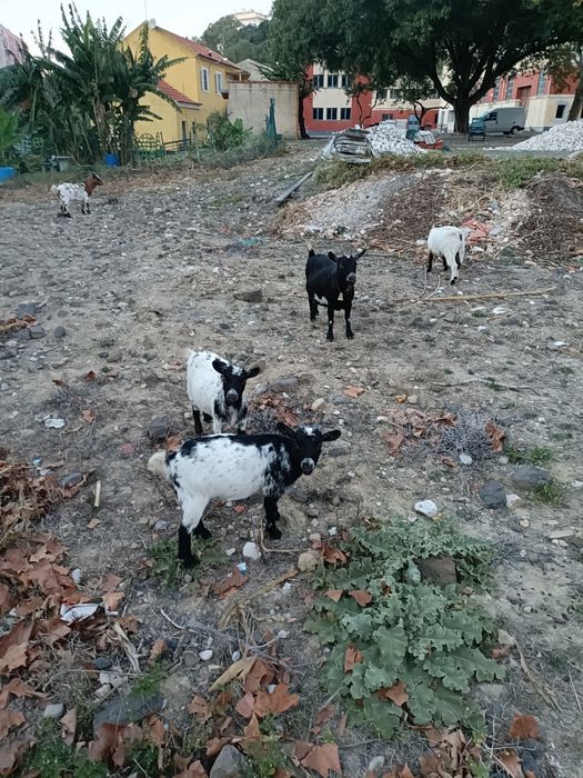 Cinco Cabritinhas anãs