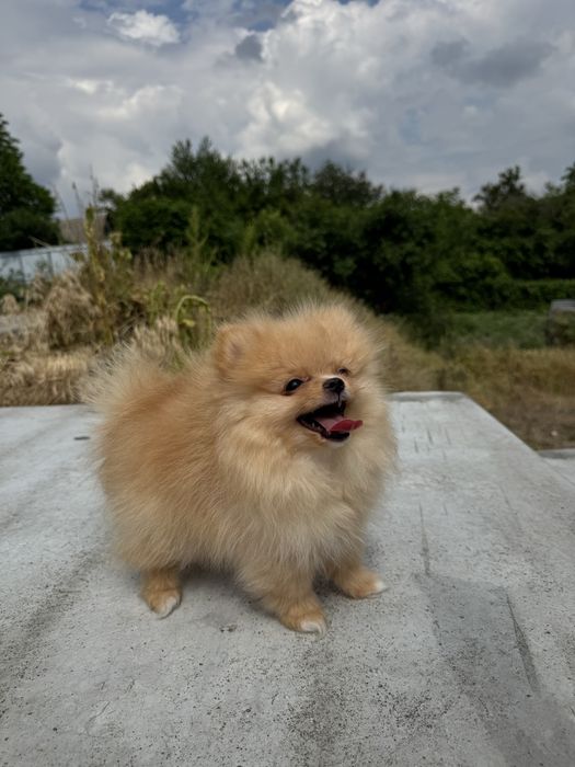 Шпіц документи КСУ хлопчик