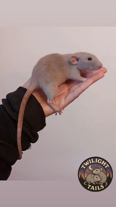 Szczury odmiany Dumbo/Rex/Standard