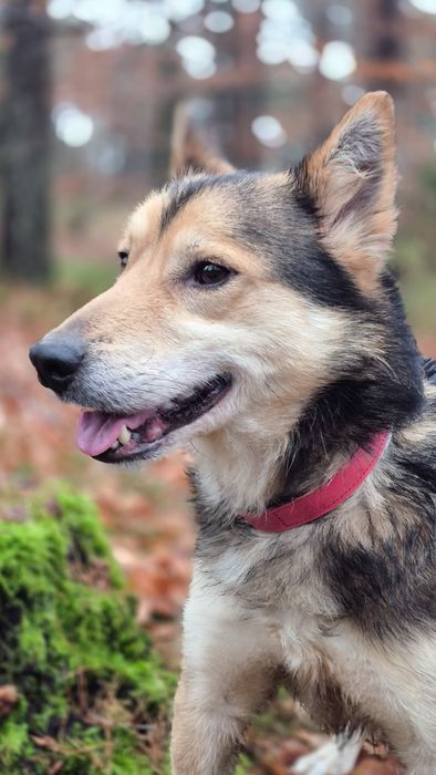 Łagodny pies szuka domu  / do adopcji