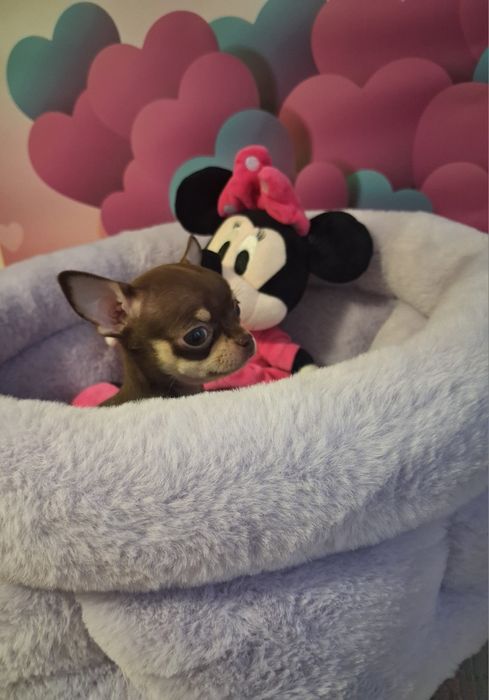 Mała laleczka  Edna chihuahua