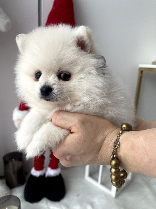 Померанські шпіци — 3 пухнастих друзів шукають новий дім