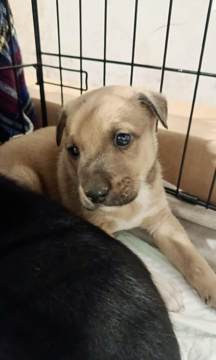 Cães bebés para adoção responsável
