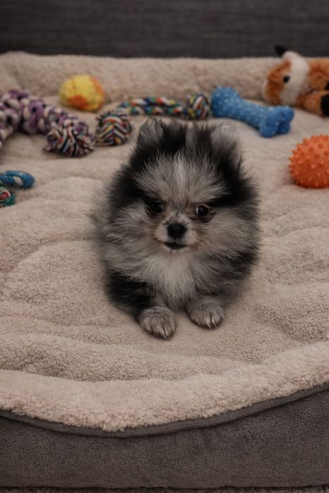 Szpic miniaturowy pomeranian pies blue merle