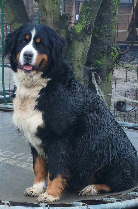 Piesek z rodowodem. Berneński pies pasterski.