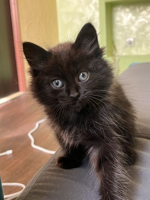 Кошенята Безкоштовно