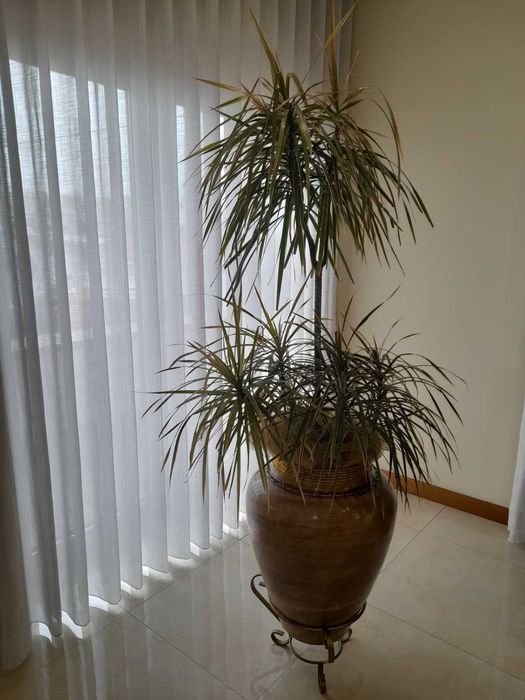 Vaso com suporte e planta natural