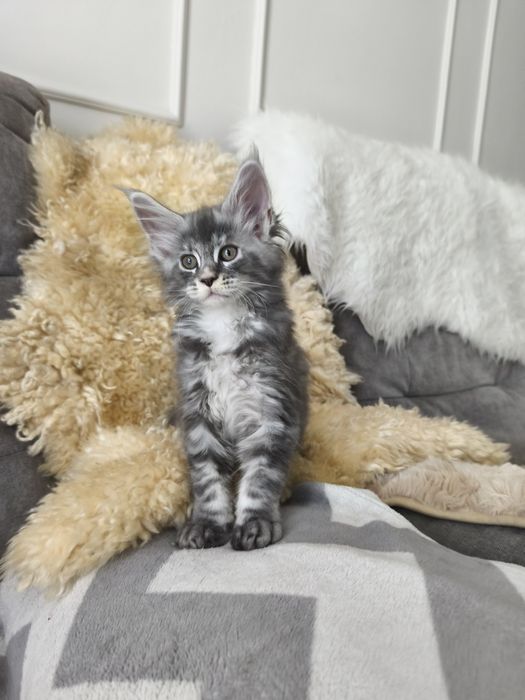 Kotka Maine coon Aqua