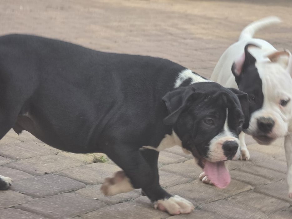 Piesek american bully  z metryką