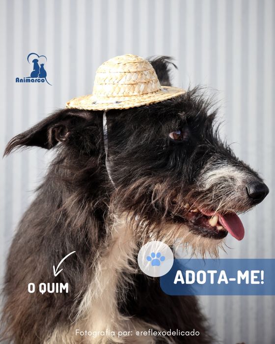 Quim cao porte medio - para adocao