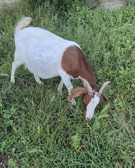 Vendo cabra boer fêmea