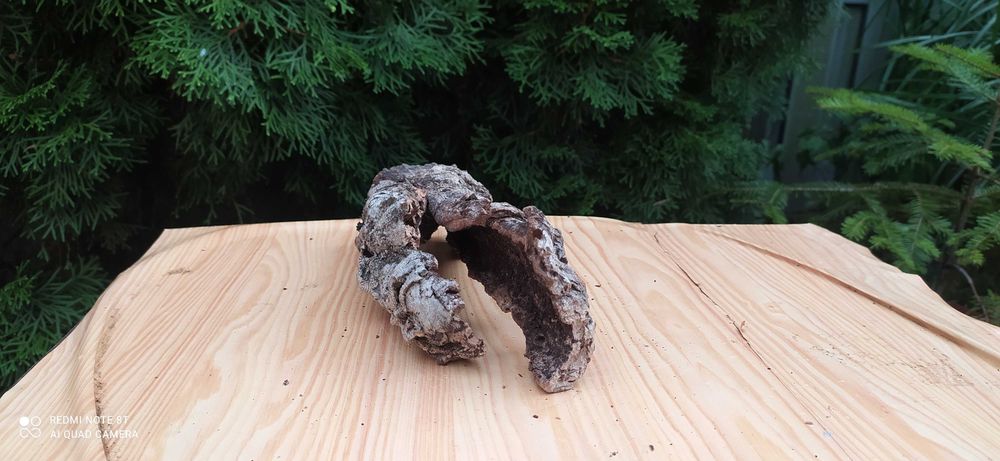 Grota z pożytecznego debu korkowego 22x8x7 cm