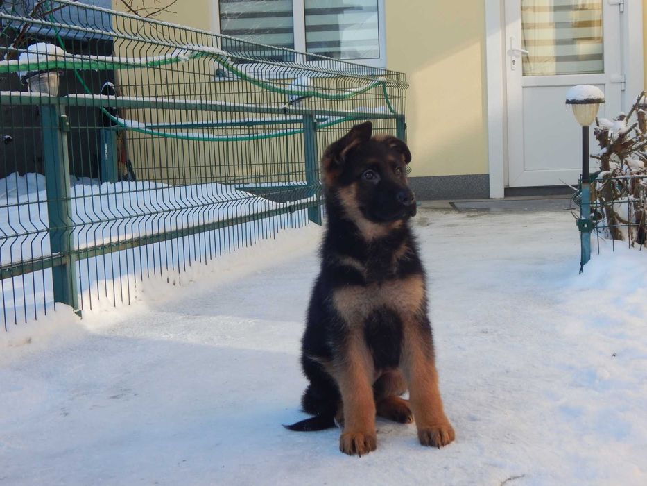 німецька вівчарка