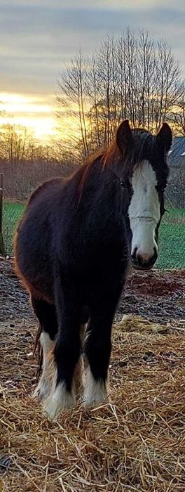 Ogierek tinker i miks