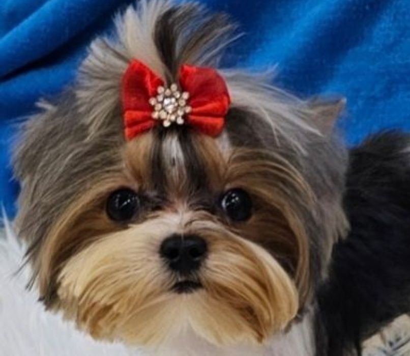 Maleńki 1200kg!!! śliczny, energiczny i wyjątkowy  chłopczyk Biewer