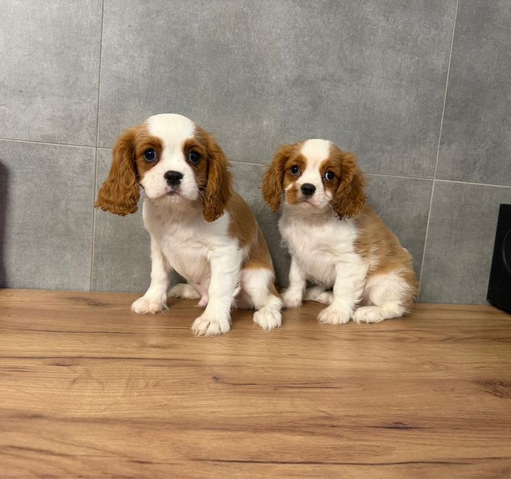 Cavalier King Charles Spaniel z rodowodem
