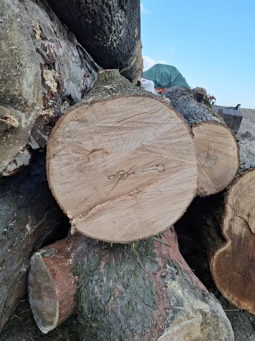 Sprzedam Kłody klonu