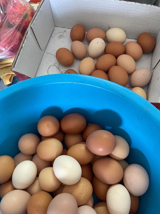 Vende-se ovos caseiros