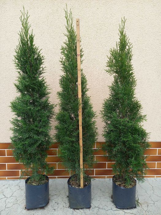 Tuja Szmaragd 90,100,110,120 cm doniczka 5 l TRANSPORT SADZENIE JAKOŚĆ