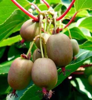 Sadzonki MINI KIWI ! Duże sadzonki! Issai Samopylne!