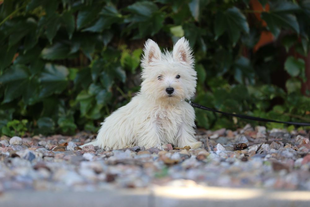 West highland white terrier szczeniak malutki