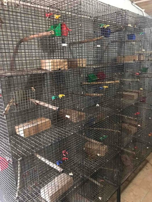 Клетки для разведения мелкой птицы