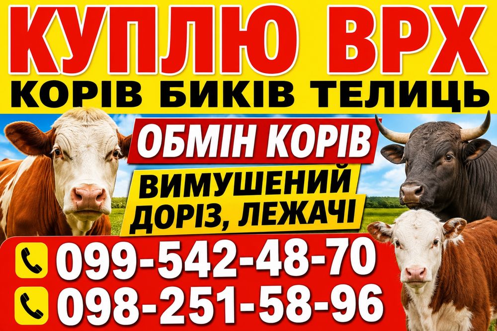 Продам  корову  телицю