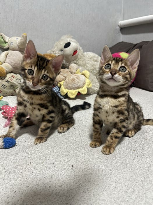 Бенгальські кошенята