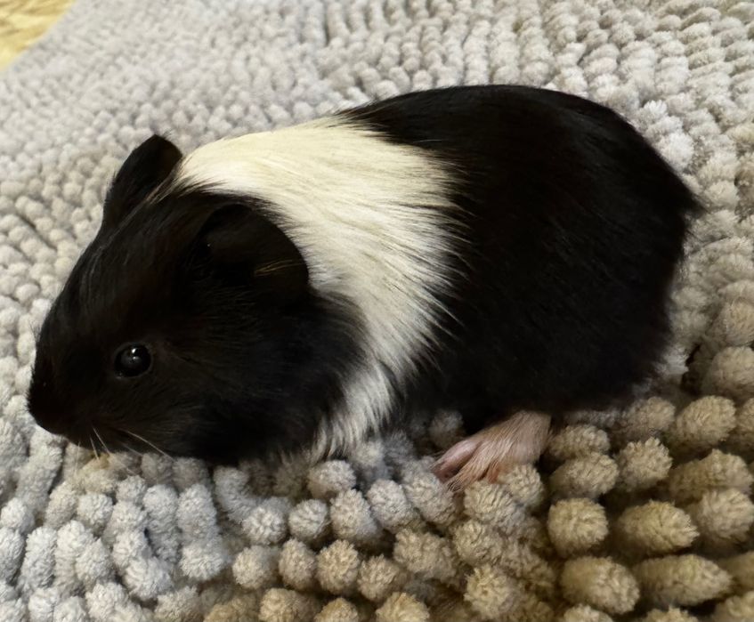 Морська свинка чорно-біла