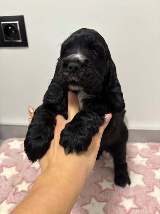 Piesek cocker spaniel