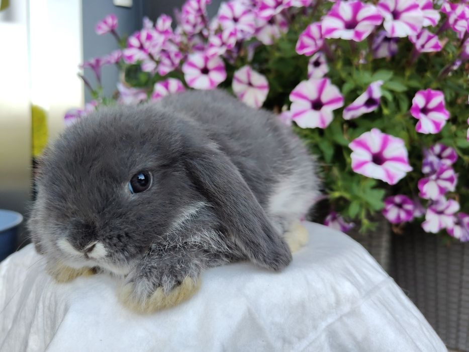 Mini Lop królik gotowe do odbioru
