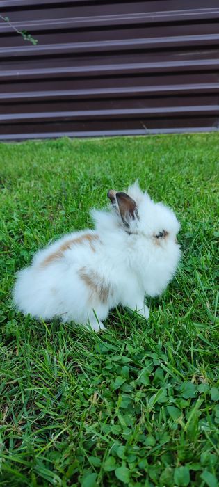 Левоголовий декоративний кролик